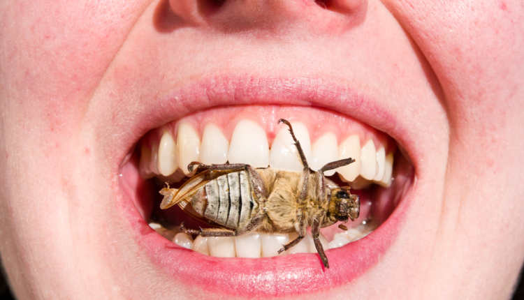 bloomberg:-«Θα-φάτε-έντομα-και-θα-σας-αρέσουν»!