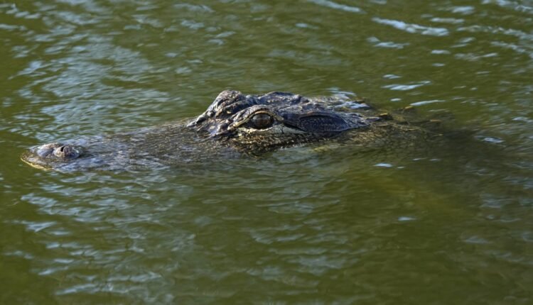 Σκηνικό-τρόμου-για-τουρίστες:-Ανατράπηκε-το-σκάφος-τους-μέσα-σε-νερά-με-αλιγάτορες-στον-Καναδά