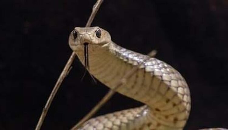 Αυστραλία:-Νοσοκομείο-ικετεύει-θύματα-φιδιών-να-μην-προσέρχονται…-μαζί-με-τα-ερπετά-στα-επείγοντα