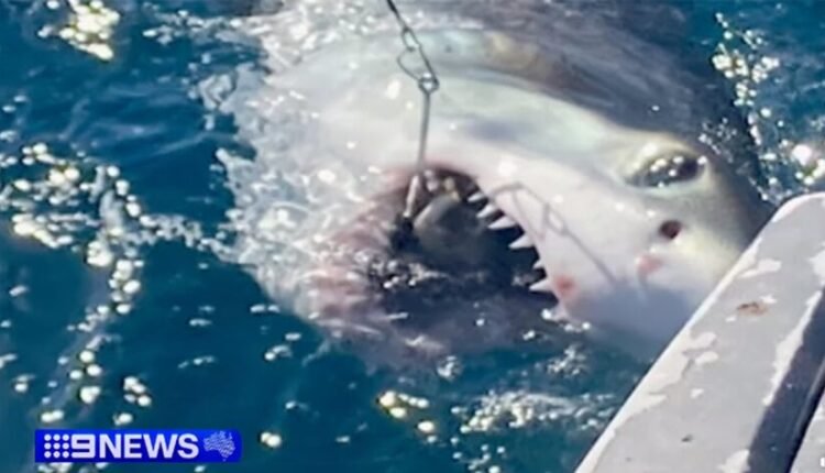 aυστραλία:-Καρχαρίας-δάγκωσε-16χρονο-που-τον-έπιασε-και-προσπάθησε-να-τον-φωτογραφήσει