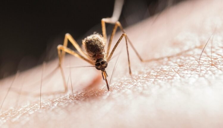 Ιός-του-Δυτικού-Νείλου:-Αναμένεται-«επέλαση»-των-κουνουπιών-–-Πώς-να-προφυλαχθούμε