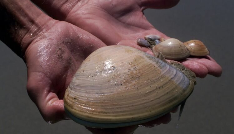 ΗΠΑ:-Πρόστιμο-88.000-δολάρια-σε-μητέρα-επειδή-τα-παιδιά-της-μάζεψαν-κοχύλια