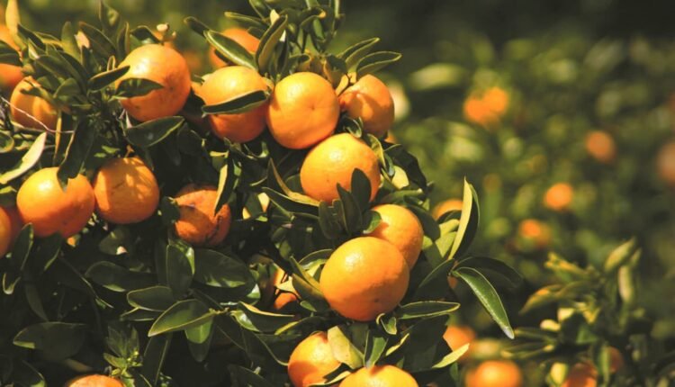 «Απλησίαστος»-ο-χυμός-πορτοκαλιού:-Στρέφονται-στα-μανταρίνια-–-Η-κρίση-θα-διαρκέσει-χρόνια