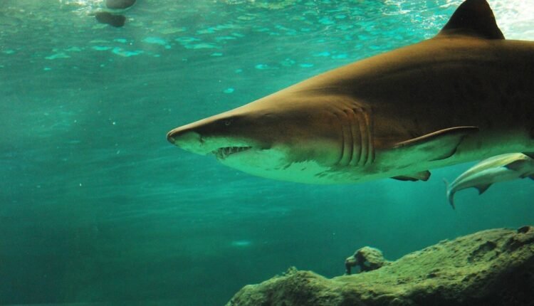 Τρόμος-στη-Φλόριντα:-Καρχαρίες-επιτέθηκαν-σε-κολυμβητές-–-Ακρωτηριάστηκε-45χρονη