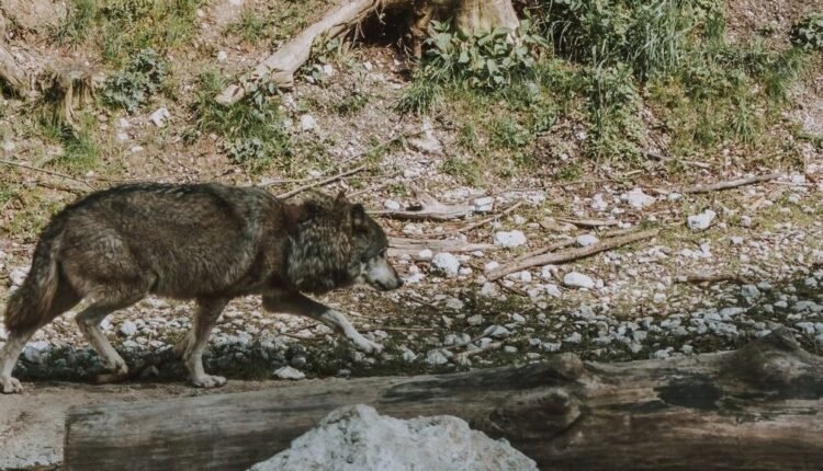 Σιβηρία:-Βρέθηκε-λύκος-μετά-από-44.000-χρόνια