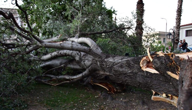 Νεκρός-ο-εργάτης-καθαριότητας-που-καταπλακώθηκε-από-δέντρο-στου-Παπάγου