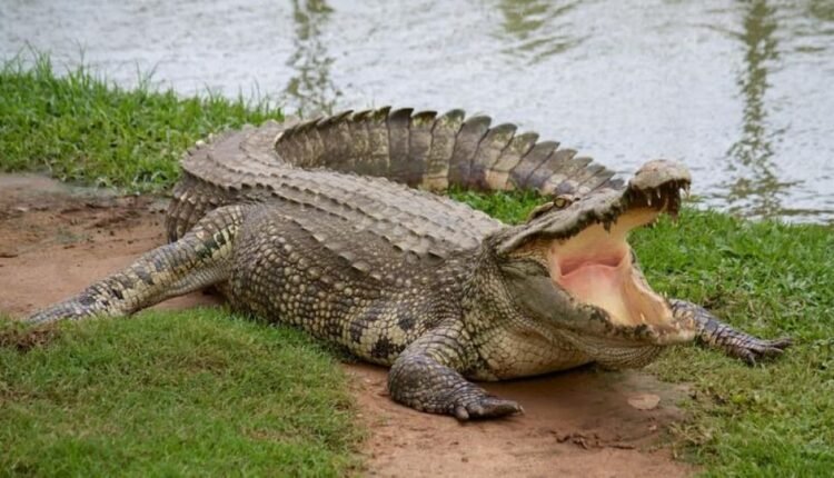 Μεξικό:-Βγήκαν-κροκόδειλοι…-στους-δρόμους-μετά-τις-πλημμύρες