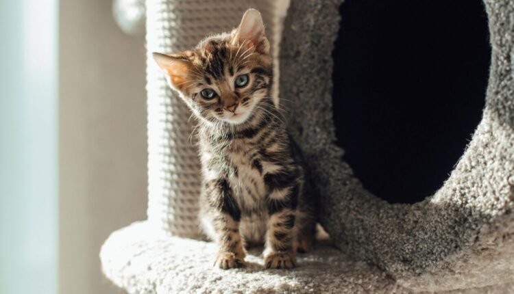 Νέα-κτηνωδία-στη-Θεσσαλονίκη:-Γατάκι-βρέθηκε-ακρωτηριασμένο-και-ξεκοιλιασμένο-στον-Λαγκαδά