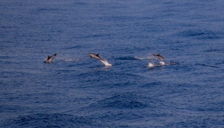 Μασαχουσέτη:-Πάνω-από-100-δελφίνια-που-εγκλωβίστηκαν-σε-ποταμό-διασώθηκαν