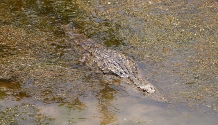 Αυστραλία:-Δασοφύλακες-σκότωσαν-τον-κροκόδειλο-που-κατασπάραξε-την-12χρονη-που-αγνοούνταν