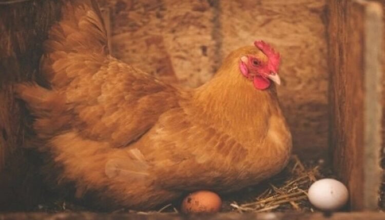 Η-γρίπη-των-πτηνών-επανέρχεται-στις-ΗΠΑ-με-νέο-τύπο-του-ιού