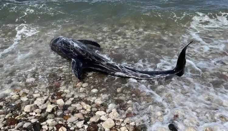 Σκωτία:-Τουλάχιστον-65-μαυροδέλφινα-πέθαναν-αφού-εξόκειλαν-σε-ακτή-νησιού