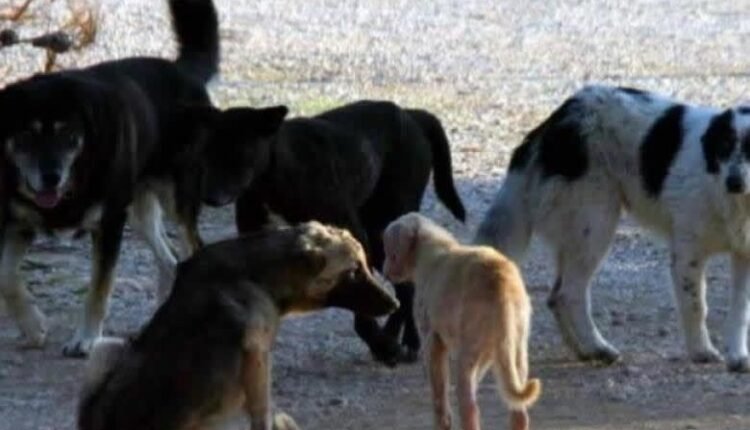 Τουρκία:-Έντονες-αντιδράσεις-από-πολίτες-και-οργανώσεις-προκαλεί-το-σχέδιο-νόμου-για-τη-θανάτωση-χιλιάδων-αδέσποτων-σκύλων!