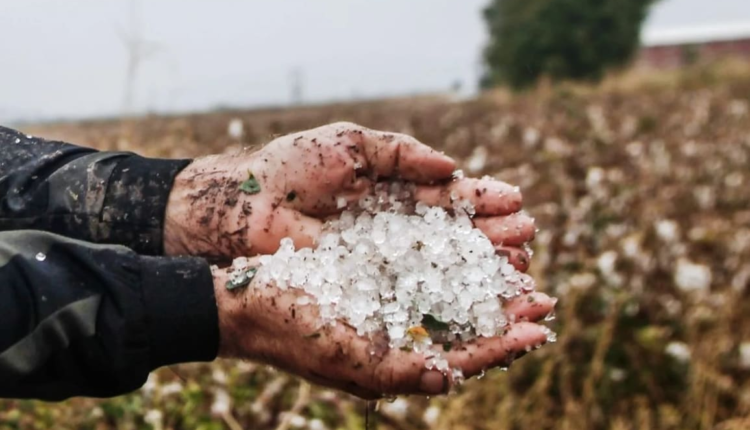 Πρέσπες:-Μεγάλες-καταστροφές-από-το-χαλάζι-–-Κεραυνός-χτύπησε-κτηνοτροφική-μονάδα