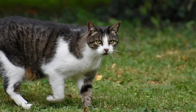 Θηριωδία-στη-Βούλα:-Σκότωσε-με-λοστό-γάτα-επειδή-μπήκε-στην-αυλή-του!