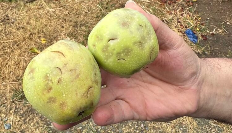 Λάρισα:-Ολική-καταστροφή-από-τη-σφοδρή-χαλαζόπτωση-στις-καλλιέργειες-–-Απελπισμένοι-οι-παραγωγοί