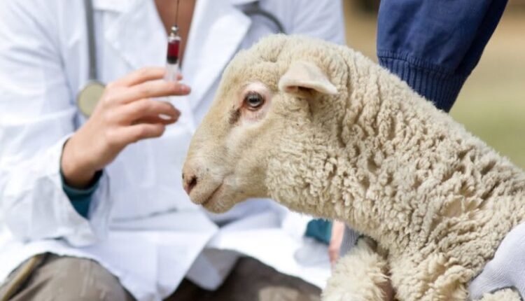 Νέο-κρούσμα-πανώλης-στην-ορεινή-Κορινθία-–-Έκτακτη-σύσκεψη-από-τις-Αρχές