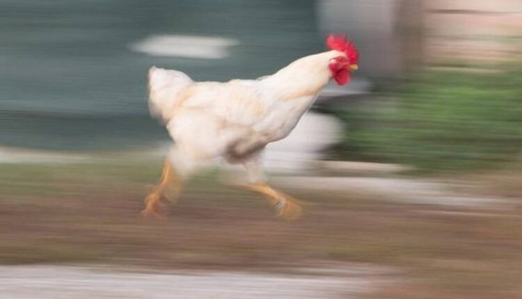 Σκότωσε-τον-φίλο-του-για-το-«εάν-η-κότα-έκανε-το-αβγό-ή-το-αβγό-την-κότα»