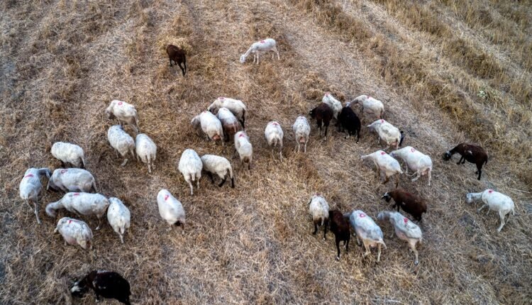 Αιτωλοακαρνανία:-Εντοπίστηκαν-κρούσματα-πανώλης-και-σε-μονάδες-στο-Αγρίνιο-και-στον-Αστακό