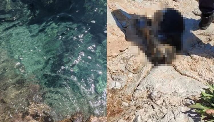 Κτηνωδία-στα-Μέγαρα:-Ψαροντουφεκάς-εντόπισε-πνιγμένο-σκύλο-–-Τον-είχαν-δέσει-και-του-έβαλαν-μεγάλη-πέτρα-στον-λαιμό