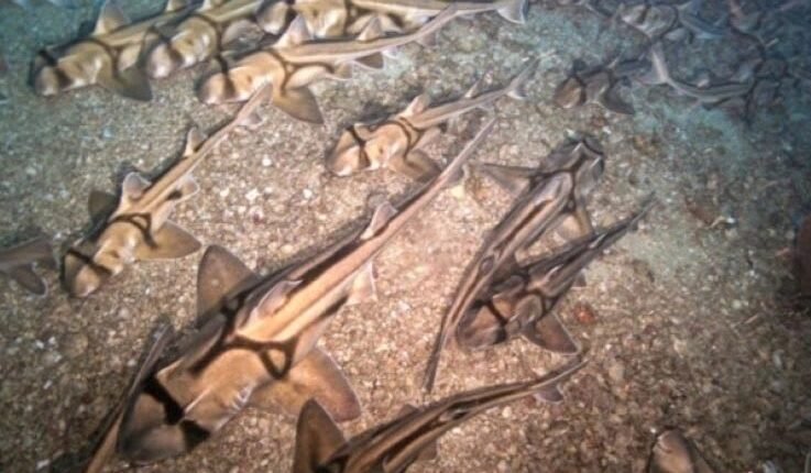 Μοναδικό-θέαμα-στην-Αυστραλία:-Χιλιάδες-καρχαρίες-βρέθηκαν-να-κοιμούνται-στον-πυθμένα-του-ωκεανού