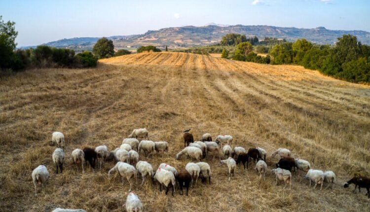 Χαλκιδική:-Άρση-των-μέτρων-για-την-πανώλη-των-αιγοπροβάτων