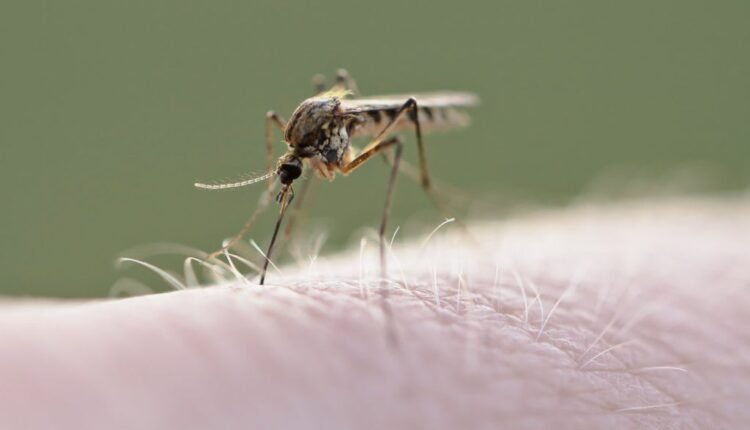 Ιός-δυτικού-Νείλου:-Κατέληξε-66χρονος-στη-Ροδόπη-–-Τρεις-νοσηλεύονται