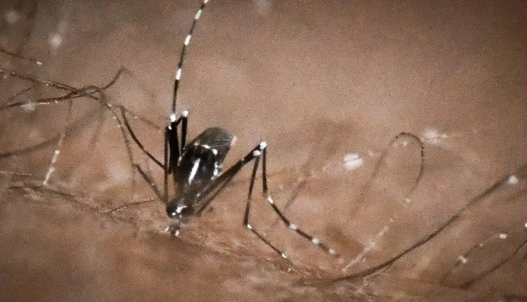 Καταγράφηκε-στη-Θεσπρωτία-κρούσμα-του-ιού-του-Δυτικού-Νείλου