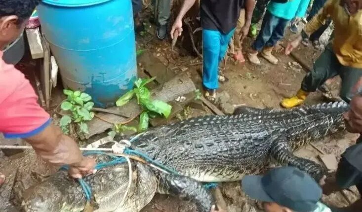 Φρίκη-στην-Ινδονησία:-Κροκόδειλος-έφαγε-γυναίκα-–-Εξείχαν-τα-πόδια-της-από-το-στόμα-του