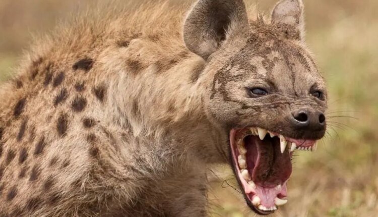 Κένυα:-Υαίνα-επιτέθηκε-σε-χωριό-–-Έφαγε-παιδί-πέντε-ετών