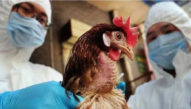 Πρώτο-κρούσμα-της-γρίπης-των-πτηνών-χωρίς-επαφή-με-ζώο-στις-ΗΠΑ