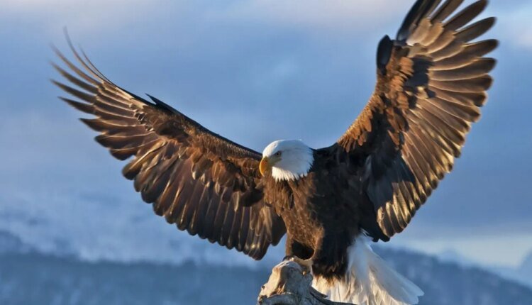 Νορβηγία:-Αετός-προσπάθησε-να-αρπάξει-μωρό-–-Τον-πυροβόλησε-ο-θηροφύλακας