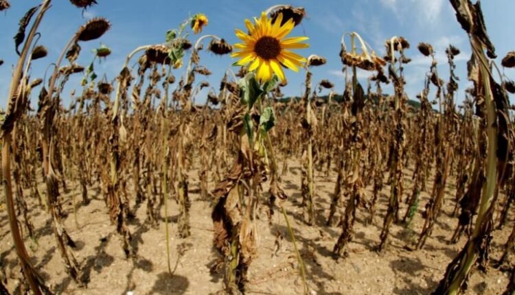 Θύμα-της-ξηρασίας-στην-Κοζάνη-και-ο-ηλίανθος