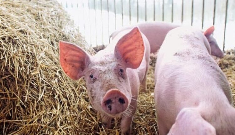 Γρίπη-των-πτηνών:-Εμφανίστηκε-για-πρώτη-φορά-σε-χοίρο-–-Προβληματισμός-για-τη-μετάλλαξη