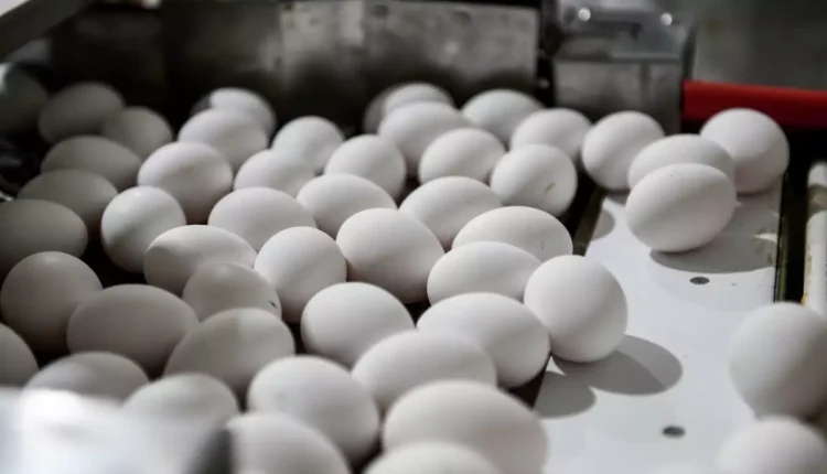 Γρίπη-των-πτηνών:-Συναγερμός-στην-Ελλάδα-μετά-το-κρούσμα-στη-Βουλγαρία