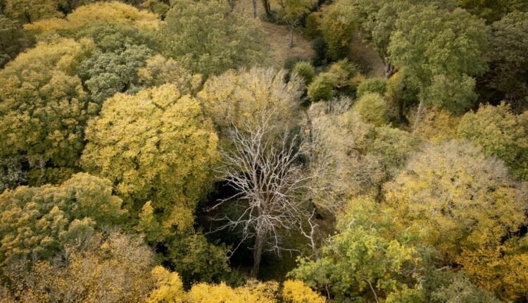 Περιβαλλοντικά-Νέα:-Το-38%-απ’-όλα-τα-δέντρα-του-κόσμου-κινδυνεύει-με-εξαφάνιση…(6:50-–-Β’-πρωϊνή-Ζώνη-6:45-7:00)