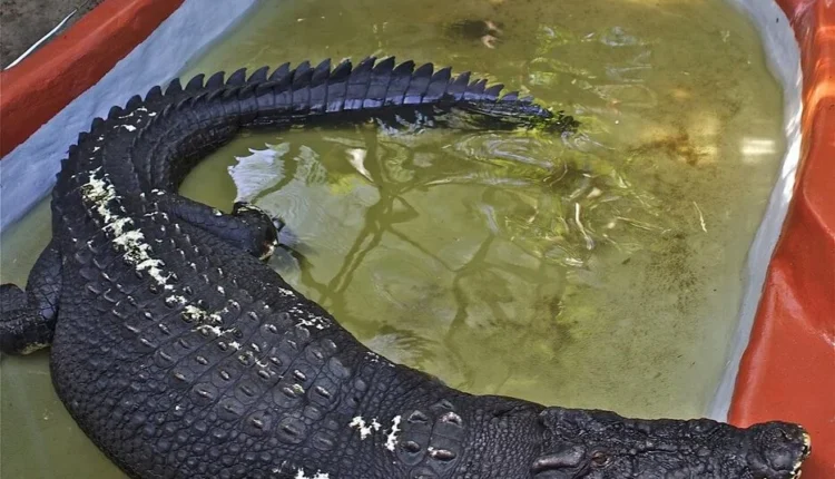 Περιβαλλοντικά-Νέα:-Ο-Κάσιους,-ο-μεγαλύτερος-κροκόδειλος-του-κόσμου-σε-αιχμαλωσία-είχε-μήκος-5,5-μέτρα-και-ζύγιζε-έναν-τόνο…(6:50-–-Β’-πρωϊνή-Ζώνη-6:45-7:00)