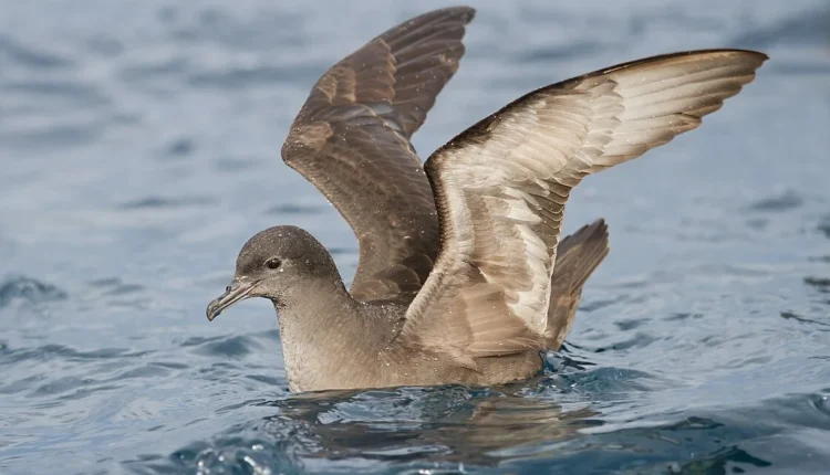 Περιβαλλοντικά-Νέα:-Αυστραλία:-Χιλιάδες-νεκρά-θαλασσοπούλια-ξεβράζονται-στις-παραλίες-και-οι-ερευνητές-ψάχνουν-το-«γιατί»…(6:50-–-Β’-πρωϊνή-Ζώνη-6:45-7:00)
