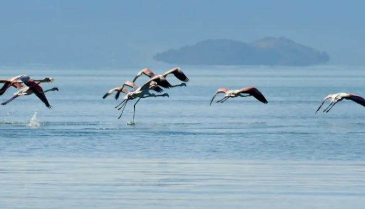 Εντυπωσιακές-εικόνες-από-φλαμίνγκο-και-αποδημητικά-πτηνά-στον-υδροβιότοπο-της-Νέας-Κίου