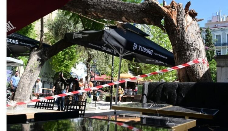 Τεράστιο-δέντρο-έπεσε-στο-Μοναστηράκι,-τρομοκρατώντας-τους-περαστικούς