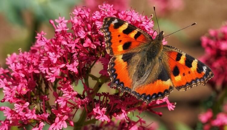 Τα-Ιωάννινα-έχουν-τον-ίδιο-αριθμό-ειδών-πεταλούδας-με-ολόκληρο-το-Ηνωμένο-Βασίλειο