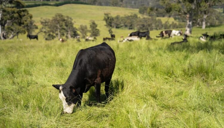 ΟΠΕΚΕΠΕ:-«Φραπές»-με-jaguar-και-2-εκατ.-ευρώ