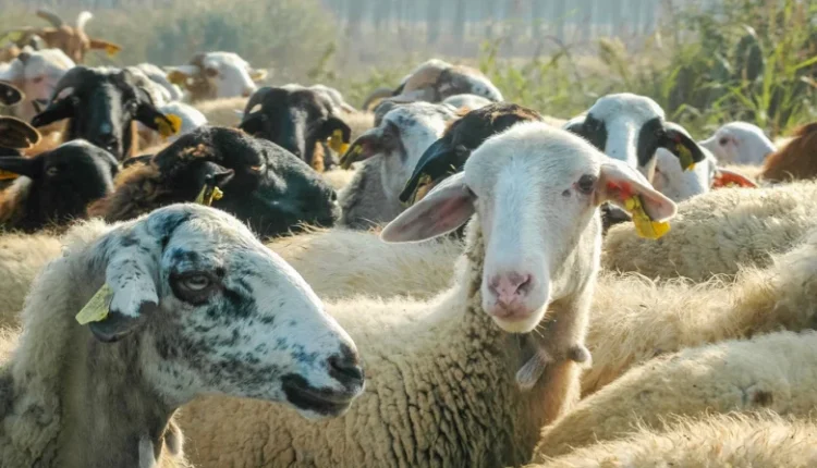 Τρεις-σταθμοί-απολύμανσης-οχημάτων-στη-Δράμα,-για-την-αντιμετώπιση-της-ευλογιάς-των-αιγοπροβάτων