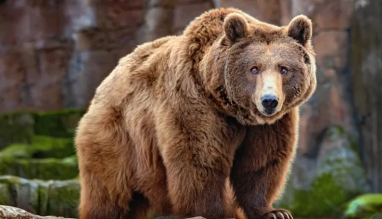 Αρκούδα-επιτέθηκε-σε-ομάδα-μαθητών-στον-Καναδά