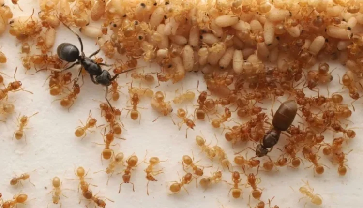 Ούτε-στον…-Σαίξπηρ:-Εισβολέας-ξεγελάει-μυρμήγκια-για-να-δολοφονήσουν-τη-βασίλισσά-τους