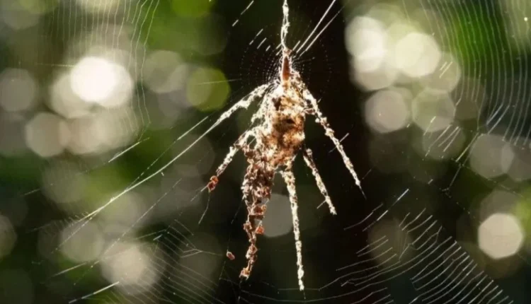 Δύο-είδη-αραχνών-αποκαλύφθηκε-ότι-κατασκευάζουν-«ομοιώματα»-για-να-ξεγελούν-τους-θηρευτές