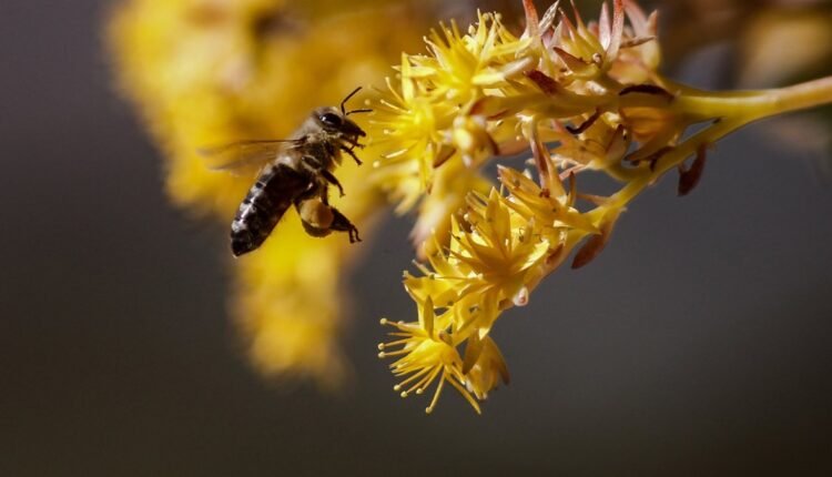 Πέθανε-από-τσίμπημα-μέλισσας