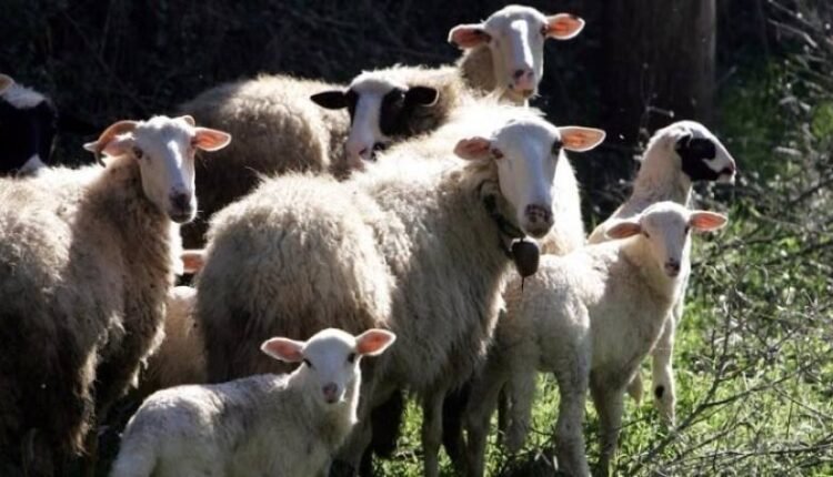 Νέα-έκτακτη-στήριξη-σε-κτηνοτρόφους-που-επλήγησαν-από-ευλογιά-και-πανώλη