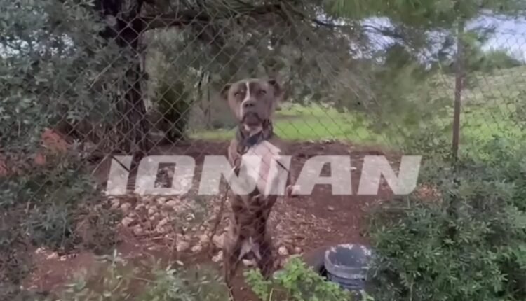 Σε-κατάσταση-σοκ-η-κοινωνία-της-Ζακύνθου-μετά-την-επίθεση-του-πίτμπουλ-στο-2χρονο-αγοράκι