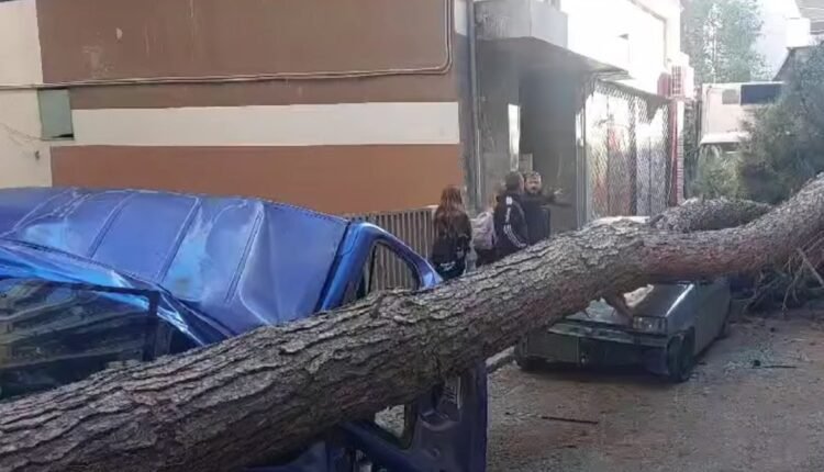 Δέντρο-καταπλάκωσε-σταθμευμένα-οχήματα-στη-Θεσσαλονίκη